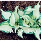 200  Hosta Seed Perennials - Milky White with Green Edge Leaves