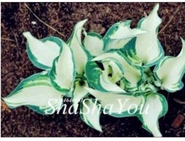 200  Hosta Seed Perennials - Milky White with Green Edge Leaves