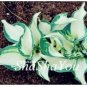 200  Hosta Seed Perennials - Milky White with Green Edge Leaves