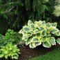 200  Hosta Seed Perennials - Milky White with Green Edge Leaves