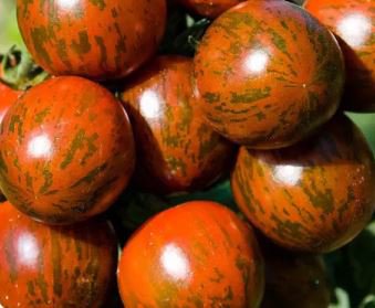 100 seeds Trailing Tumbling Tomato Seeds