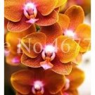 100 seeds Cymbidium Floribundum Orchid Seeds - Redish Brown Flowers