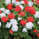 10 seeds Geranium 'St Gerorge' Seeds Professional Pack