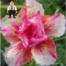 2 seeds Desert Rose Seeds - Pink Serious Flowers