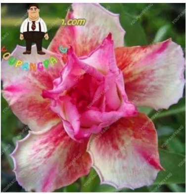 2 seeds Desert Rose Seeds - Pink Serious Flowers