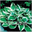 200 seeds Hosta Seed Perennials - Bright Green Leaves with White Edge