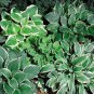 200 seeds Hosta Seed Perennials - Bright Green Leaves with White Edge