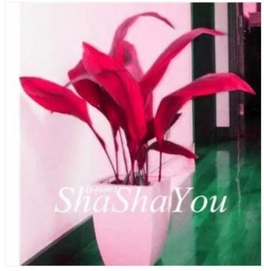 200 seeds Hosta Seeds - 2 Colors Available