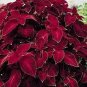 200 seeds Hosta Seeds - 2 Colors Available
