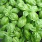 20 seeds Genovese Basil Seeds