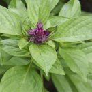 20 seeds Heirloom Thai Siam Queen Basil Seeds