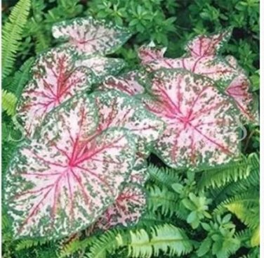 100 seeds Japanese Caladium Bicolor Seeds