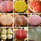 10 seeds Lithops Mixed Rare Seeds