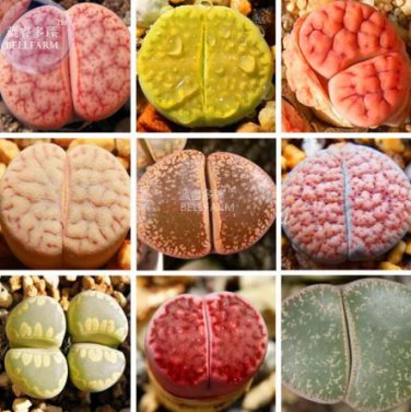 10 seeds Lithops Mixed Rare Seeds
