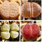 10 seeds Lithops Mixed Rare Seeds
