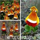 200 seeds Calceolaria tomentosa Seeds Yellow Slipper Flower Lady's Purse