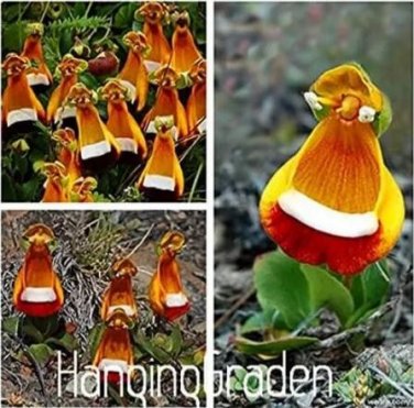 200 seeds Calceolaria tomentosa Seeds Yellow Slipper Flower Lady's Purse