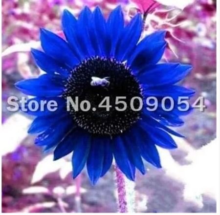 50 seeds Dwarf Sunflower Seeds - Blue Flowers