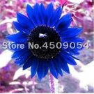 50 seeds Dwarf Sunflower Seeds - Blue Flowers