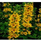 100 seedsvLysimachia Punctata Perennial Seeds