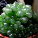 5 seeds Haworthia var. pilifera Hybrid Seeds