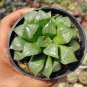 5 seeds Haworthia var. pilifera Hybrid Seeds