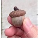 10 seeds Oak Tree Seeds Bonsia Shrub
