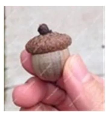 10 seeds Oak Tree Seeds Bonsia Shrub