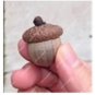 10 seeds Oak Tree Seeds Bonsia Shrub