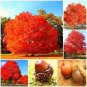10 seeds Oak Tree Seeds Bonsia Shrub