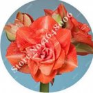 100 seeds Amaryllis Seed Not Bulbs - Orange Red Color