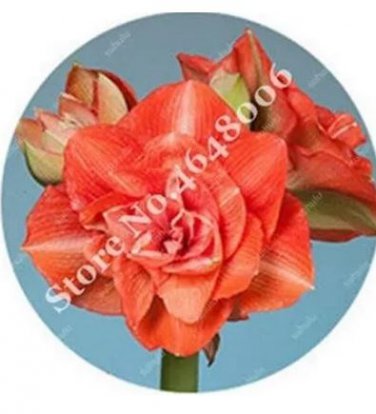 100 seeds Amaryllis Seed Not Bulbs - Orange Red Color
