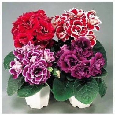 100 seeds Gloxinia Plant Seeds - Mixed Red White-Purple Red-White Dark-Purple Colors