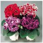 100 seeds Gloxinia Plant Seeds - Mixed Red White-Purple Red-White Dark-Purple Colors