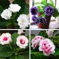 100 seeds Gloxinia Plant Seeds - Mixed Red White-Purple Red-White Dark-Purple Colors