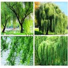 100 seeds Salix Babylonica Tree Seeds