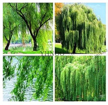 100 seeds Salix Babylonica Tree Seeds