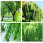 100 seeds Salix Babylonica Tree Seeds