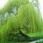100 seeds Salix Babylonica Tree Seeds