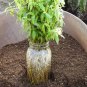 100 seeds Salix Babylonica Tree Seeds