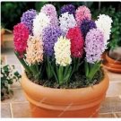100 seeds Hyacinthus Orientalis Seeds (NOT Bulbs)
