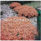 100 seeds Creeping Thyme Seeds Rock CRESS Plant - Light Orange Colors