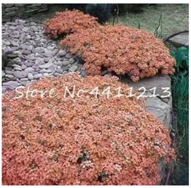 100 seeds Creeping Thyme Seeds Rock CRESS Plant - Light Orange Colors