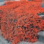 100 seeds Creeping Thyme Seeds Rock CRESS Plant - Light Orange Colors