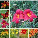 100 seeds Hemerocallis Seeds Mixed 6 Colors