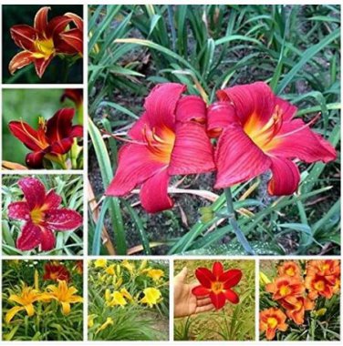 100 seeds Hemerocallis Seeds Mixed 6 Colors