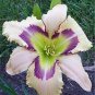 100 seeds Hemerocallis Seeds Mixed 6 Colors