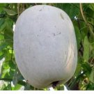 100 seeds Gourd petha Seeds