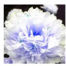 20 seeds Peony Flowers Seeds White Damask with Light Blue Centre Double Flowers