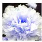 20 seeds Peony Flowers Seeds White Damask with Light Blue Centre Double Flowers
